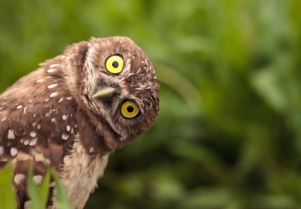 un hibou